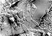 Fig. 1: Fat crystals